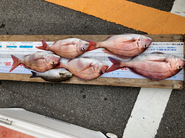 沼津沖釣果